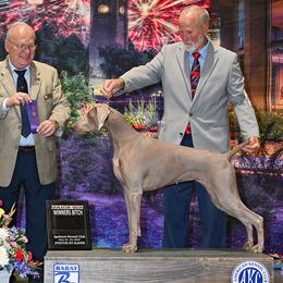 Prairie - Weimaraner
