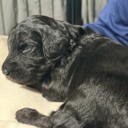MT Nest's Jesse James - Black male Goldendoodle puppy in Clyde, Texas from MTNest Doodles