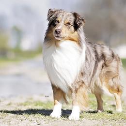 Rye - Miniature American Shepherd