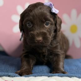 Celeste - Chocolate female Australian Labradoodle puppy in Citrus Heights, California from Elite Blend Labradoodles