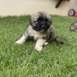 Girl 5 - Caucasian Shepherd Dog puppy in Kapolei, Hawaii from Yiski-Hati Kennel