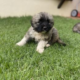 Girl 5 - Caucasian Shepherd Dog puppy in Kapolei, Hawaii from Yiski-Hati Kennel