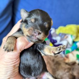 Lando Black Red Tan 2500 - Black male Miniature Schnauzer puppy in Temple, Texas from Schnauzers Of Taylor