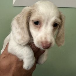 Freckles - Piebald male Dachshund puppy in Spencer, Ohio from JAM Doxies