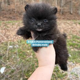 Tiny Brindle boy - Black and brindle male Pomeranian puppy in Kentucky from Em&M Pomeranians