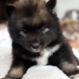 Pomsky Puppies from Bowtique Pomskies