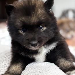 Pomsky Puppies from Bowtique Pomskies