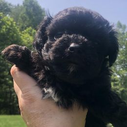 Riley - Yorkipoo puppy from Blais Mountain Farm