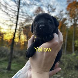 Yellow - Black female Labrador Retriever puppy in Lawton, Michigan from DuckAlly Kennel