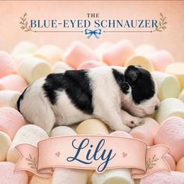 Lily - Parti female Miniature Schnauzer puppy in Winter Haven, Florida from The Blue Eyed Schnauzer