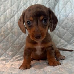 Boy 2 - Dapple male Dachshund puppy in Galax, Virginia from Dells  Dachshund’s
