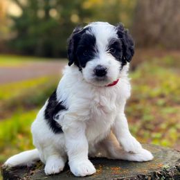 Bernedoodle Puppies from Ponderosa Puppy