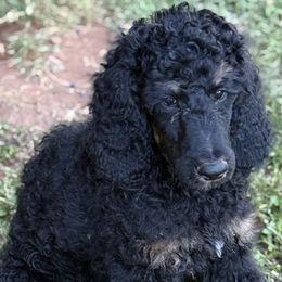 Poodles from Red DIrt Poodles