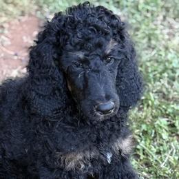 Poodles from Red DIrt Poodles