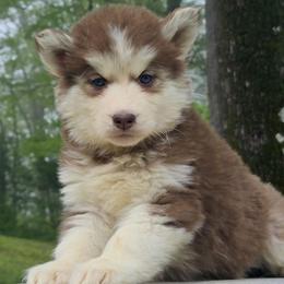 Tessa - Red and white female Siberian Husky puppy in Woodlawn, Virginia from Delta Huskies