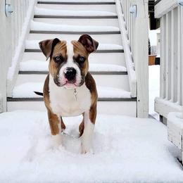 American Bully Puppies from Night Court Bullies