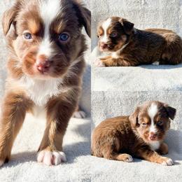 Red tri male 2 - Red tri male Miniature Australian Shepherd puppy in Brooker, Florida from Honey, I Shrunk the Aussies