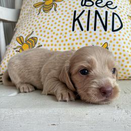 S'mores - Fawn (isabella) and cream male Dachshund puppy in Dobson, North Carolina from Oakleys Dachshund Haven