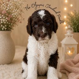 Anthony Bridgerton - Parti male Poodle puppy in Spring Hills, Florida from The Olympus Standard Poodle