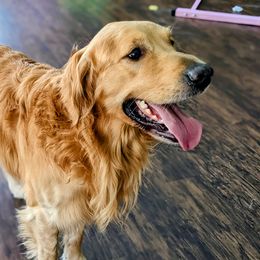 Leo - Golden Retriever