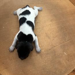 Bonnie - Black roan female German Shorthaired Pointer puppy in Bainbridge, Georgia from Chapman Bird Dogs