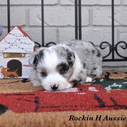 Scottie - Blue merle male Toy Australian Shepherd puppy in Russellville, Arkansas from Rockin H Aussies