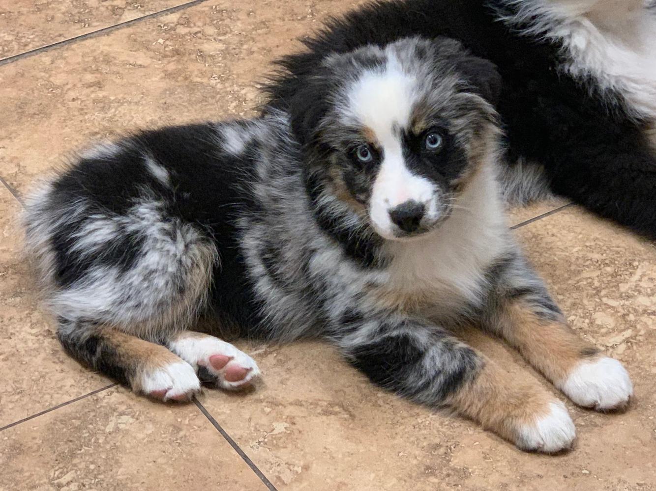 Keldrew Ranch Miniature & Toy Australian Shepherds - Breeder