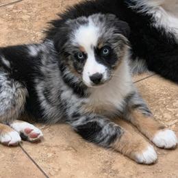 Miniature Australian Shepherd Puppies from Keldrew Ranch Miniature & Toy Australian Shepherds