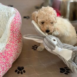 Poodle Puppies from Clarion Poodles