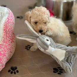 Poodle Puppies from Clarion Poodles