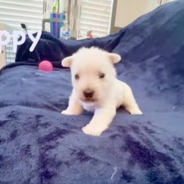 Poppy- Purple - White female West Highland White Terrier puppy in Toronto, Ohio from Shekinah’s Mi-Kis & Cricket Hill’s Westies