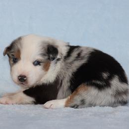 Amarillo - Blue merle male Miniature Australian Shepherd puppy in Circleville, Utah from Canyon Creek Aussies