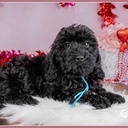 Sarge - Black male Cockapoo puppy in Connersville, Indiana from Deaz Doodle Ranch
