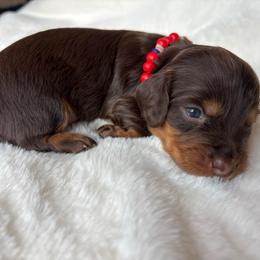 Hershey - Chocolate female Dachshund puppy in Humphreys, Missouri from Foster’s Dachshunds