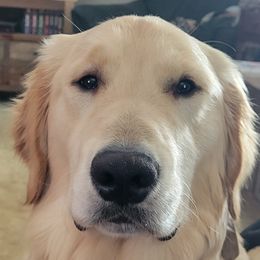 Golden Retrievers and Pugs from Paradise Peaks
