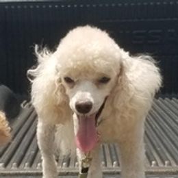 Poodles from Fred's Toy Poodles