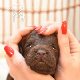 Rajesh Koothrappali - Chocolate male Goldendoodle puppy in Dayton, Ohio from Perks Court Doodles
