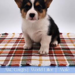 Ripple - Black and tan male Pembroke Welsh Corgi puppy in Pine Village, Indiana from NL Horsemanship