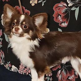 Chihuahuas from Dakota Heart Chihuahuas