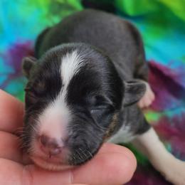 Peridot - Black and white female Cardigan Welsh Corgi puppy in Winston, Oregon from There and Back Again Corgis