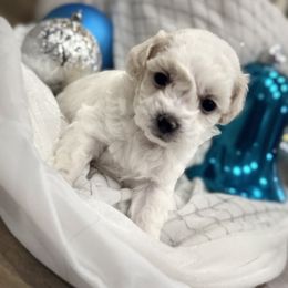 Elsa - White female Maltipoo puppy in Scott, Arkansas from Legacy's Litters