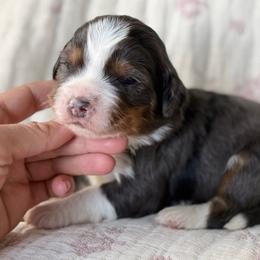 Honey (yellow collar girl) - Tri-color female Bernedoodle puppy in Colorado Springs, Colorado from Mercy Mountain Bernedoodles