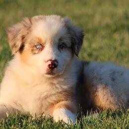 Red Merle Male - Red merle male Australian Shepherd puppy in Northport, Alabama from Sipsey River Australian Shepherds