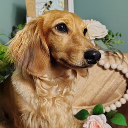 Rita - Dachshund