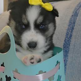 Sabre - Black and white female Siberian Husky puppy in Spring Hill, Florida from Whitmore Wolfpack LLC