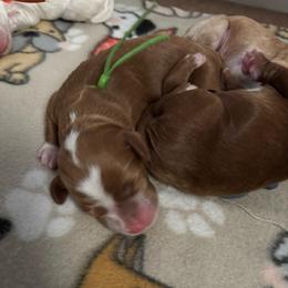 Mia - Red female Australian Labradoodle puppy in Fontana, California from Glory Labradoodle’s