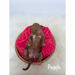 Peach - Red  female Goldendoodle puppy in Smithfield, Kentucky from KBK9 Kennels