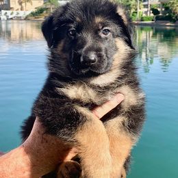 German Shepherd Puppies from Freitag Kennels