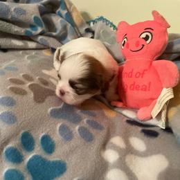 Boy 3 - Brindle male Shih Tzu puppy in Lebanon, Tennessee from Jan’s Shihtzus