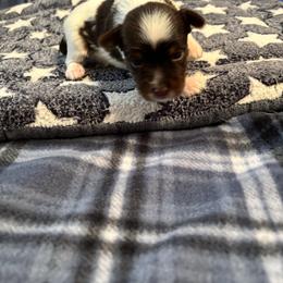 Dezi arnez - Chocolate, tan and white male Yorkshire Terrier puppy in Williamstown, New Jersey from Pat’s Garden State Yorkies